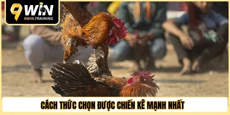 Cách thức chọn được chiến kê mạnh nhất