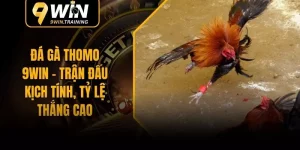 Đá Gà Thomo 9WIN - Trận Đấu Kịch Tính, Tỷ Lệ Thắng Cao