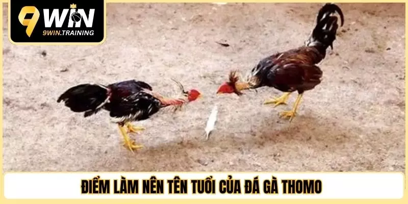 Điểm làm nên tên tuổi của đá gà Thomo