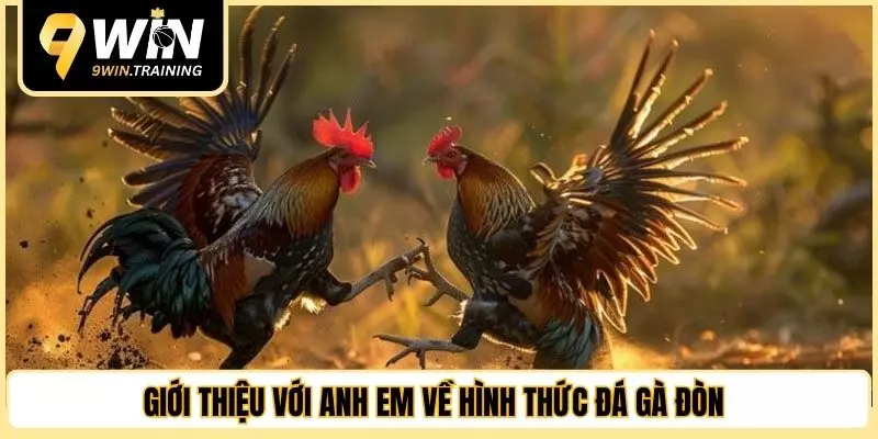 Giới thiệu với anh em về hình thức đá gà đòn