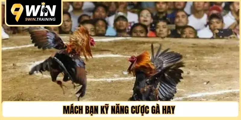 Mách bạn kỹ năng cược gà hay