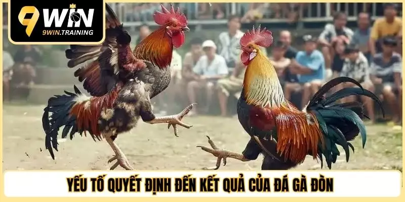 Yếu tố quyết định đến kết quả của đá gà đòn